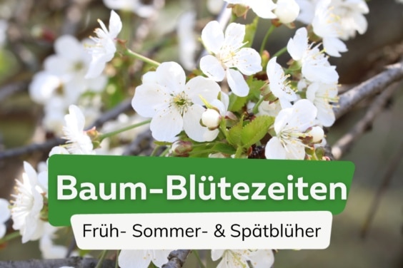 Welche Bäume blühen jetzt?