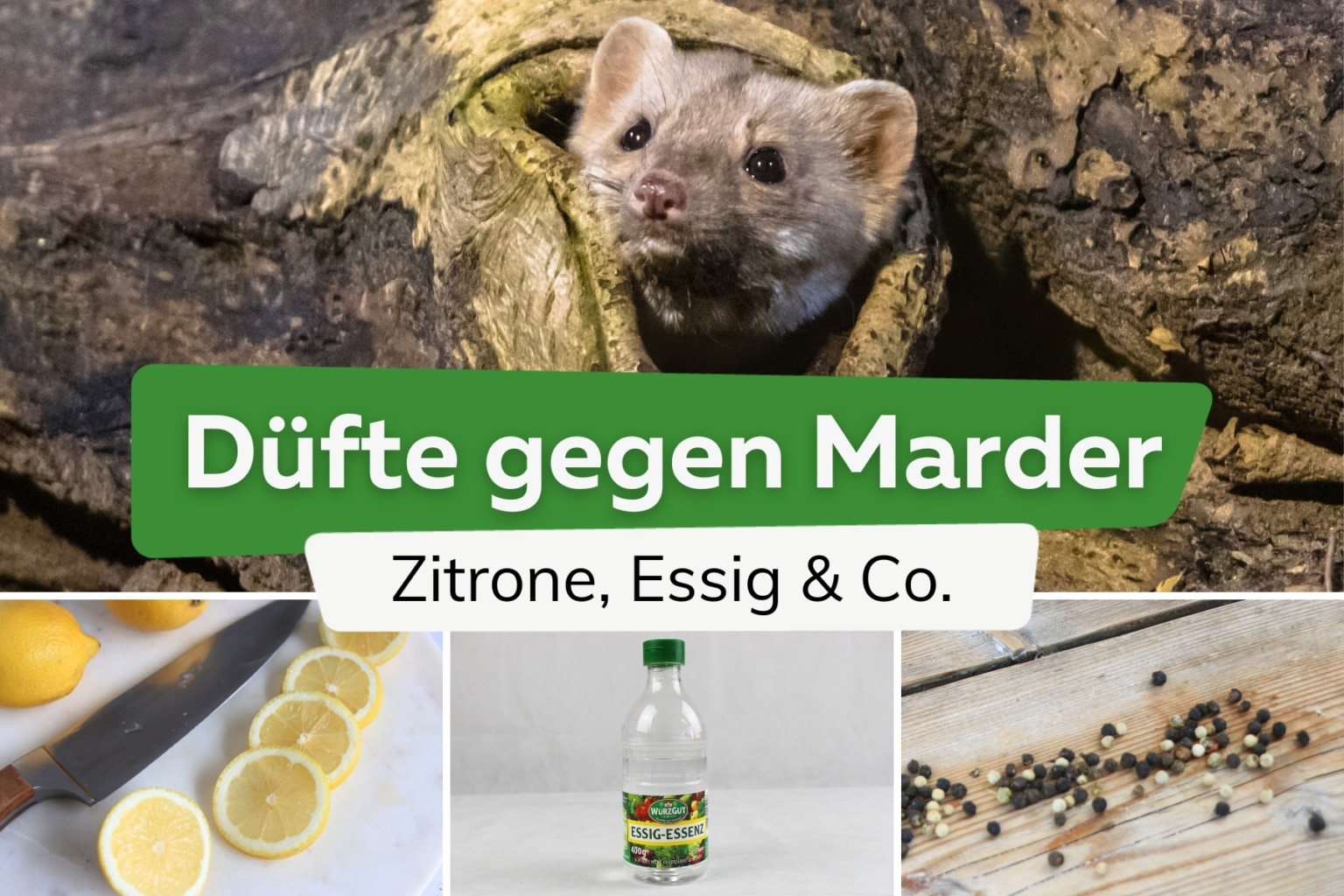 Welchen Geruch Mgen Marder Nicht