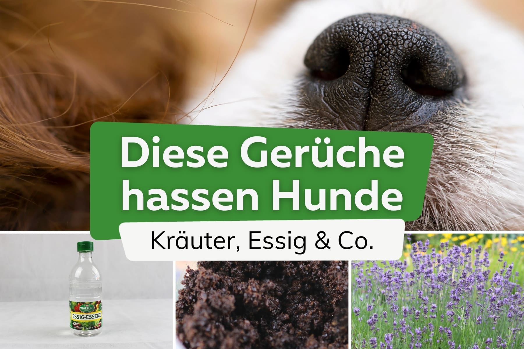 Welchen Geruch hassen Hunde