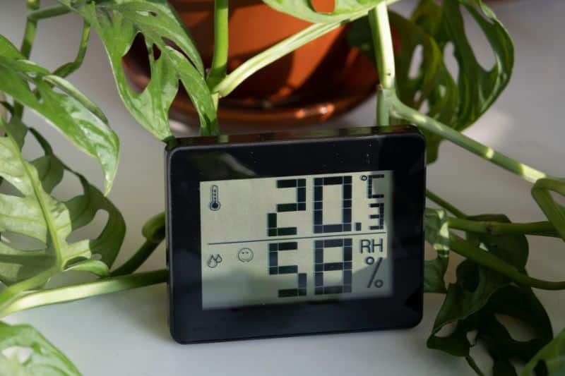 Elektrisches Thermometer misst Temperatur und Luftfeuchtigkeit, im Hintergrund eine Monstera