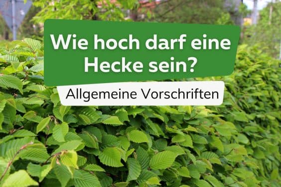 Wie hoch darf eine Hecke sein Titel