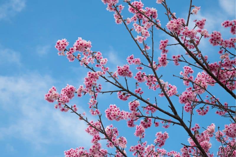 Winter-Kirsche (Prunus subhirtella f. autumnalis)