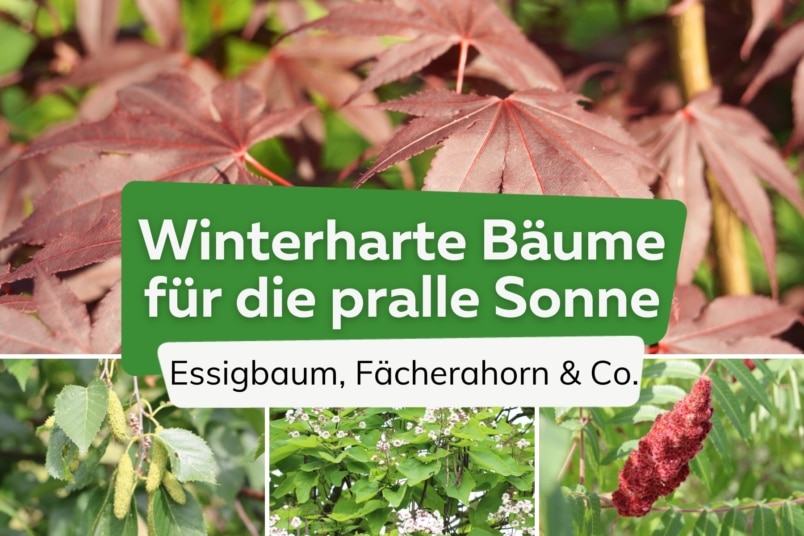 Winterharte Bäume für die pralle Sonne