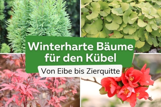 15 kleine winterharte Bäume für Kübel