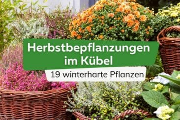 Herbstbepflanzungen im Kübel - 19 winterharte Pflanzen