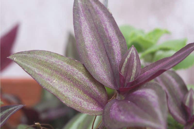 Zebra-Ampelkraut (Tradescantia zebrina)