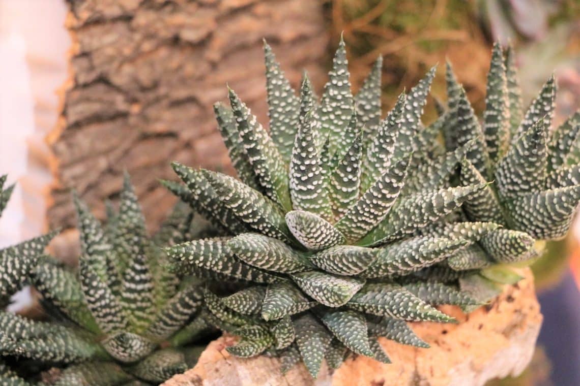 Zebra-Haworthie (Haworthia fasciata)