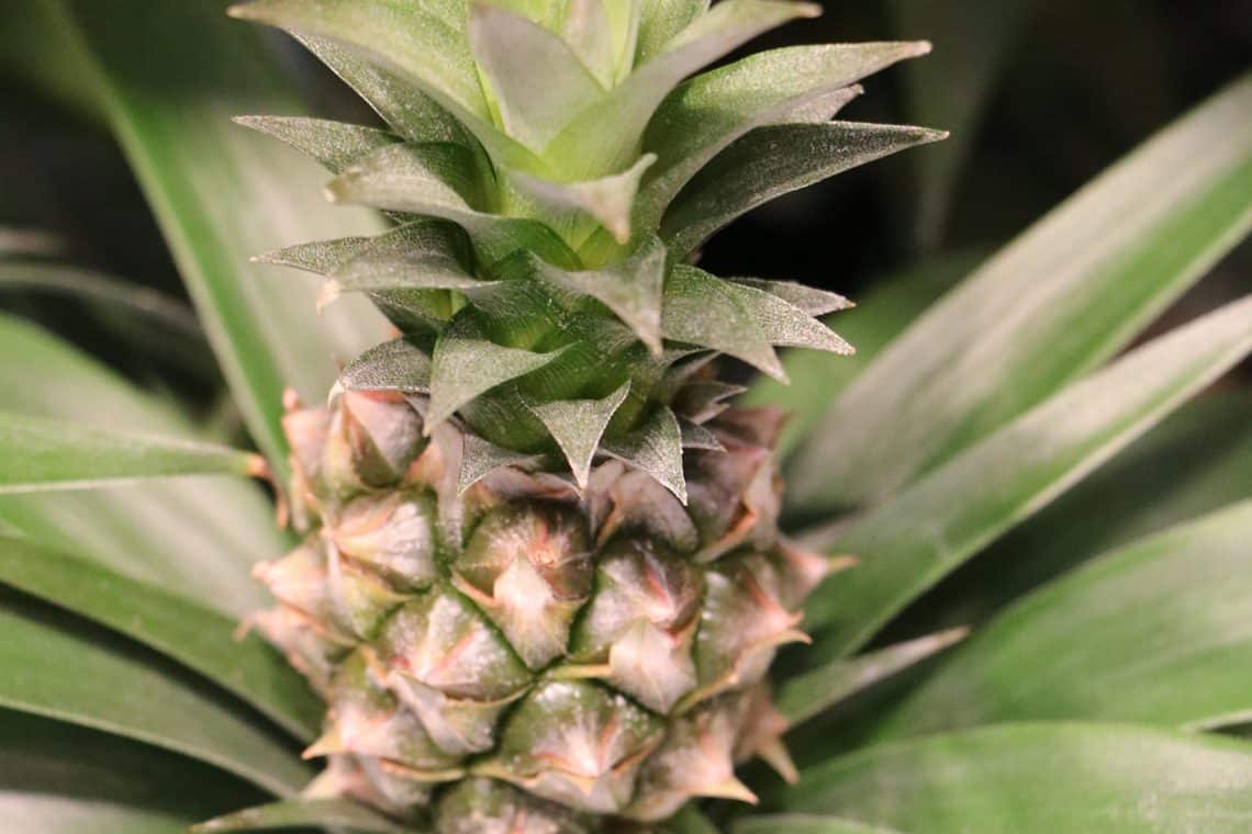 Frucht der Zierananas (Ananas comosus)