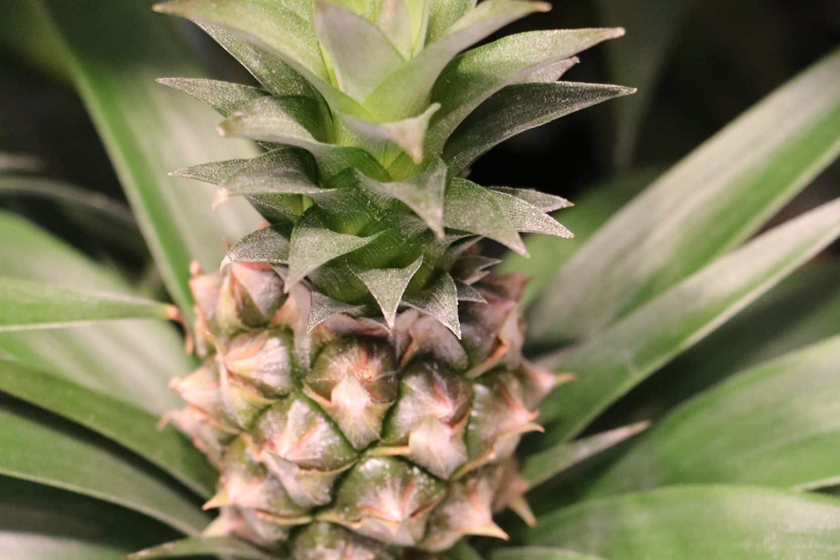 Erstaunlich Zierananas Frucht Abschneiden Ebenbild