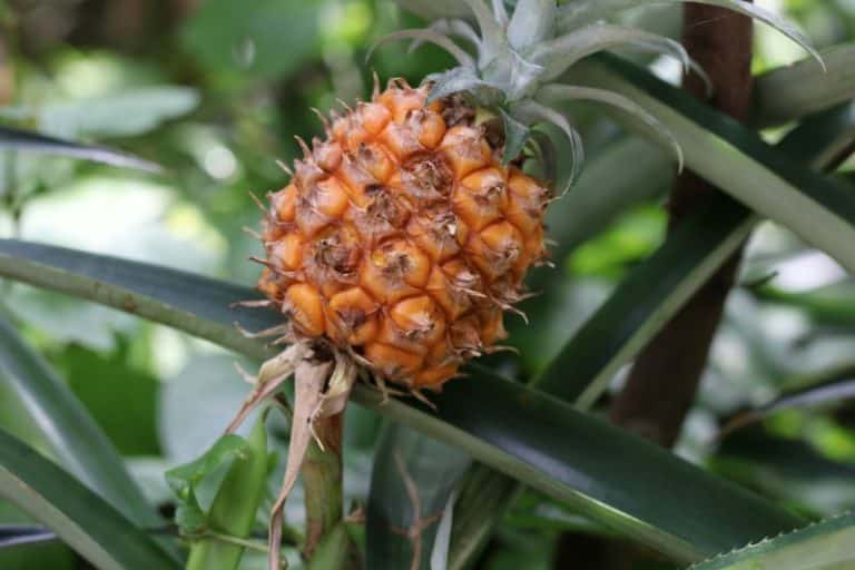 Erstaunlich Zierananas Frucht Abschneiden Ebenbild