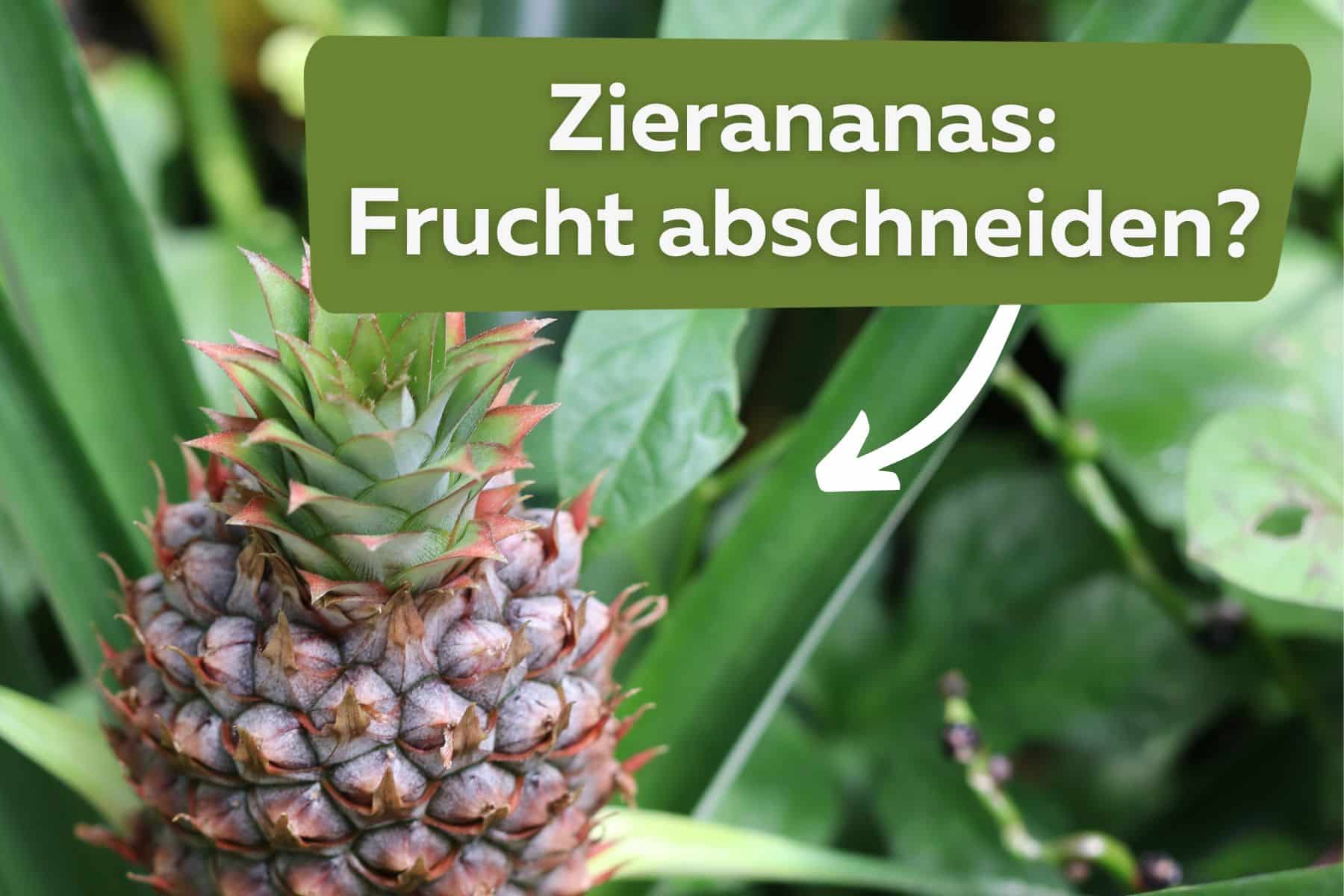 Zierananas: sollte man die Frucht abschneiden? Titel