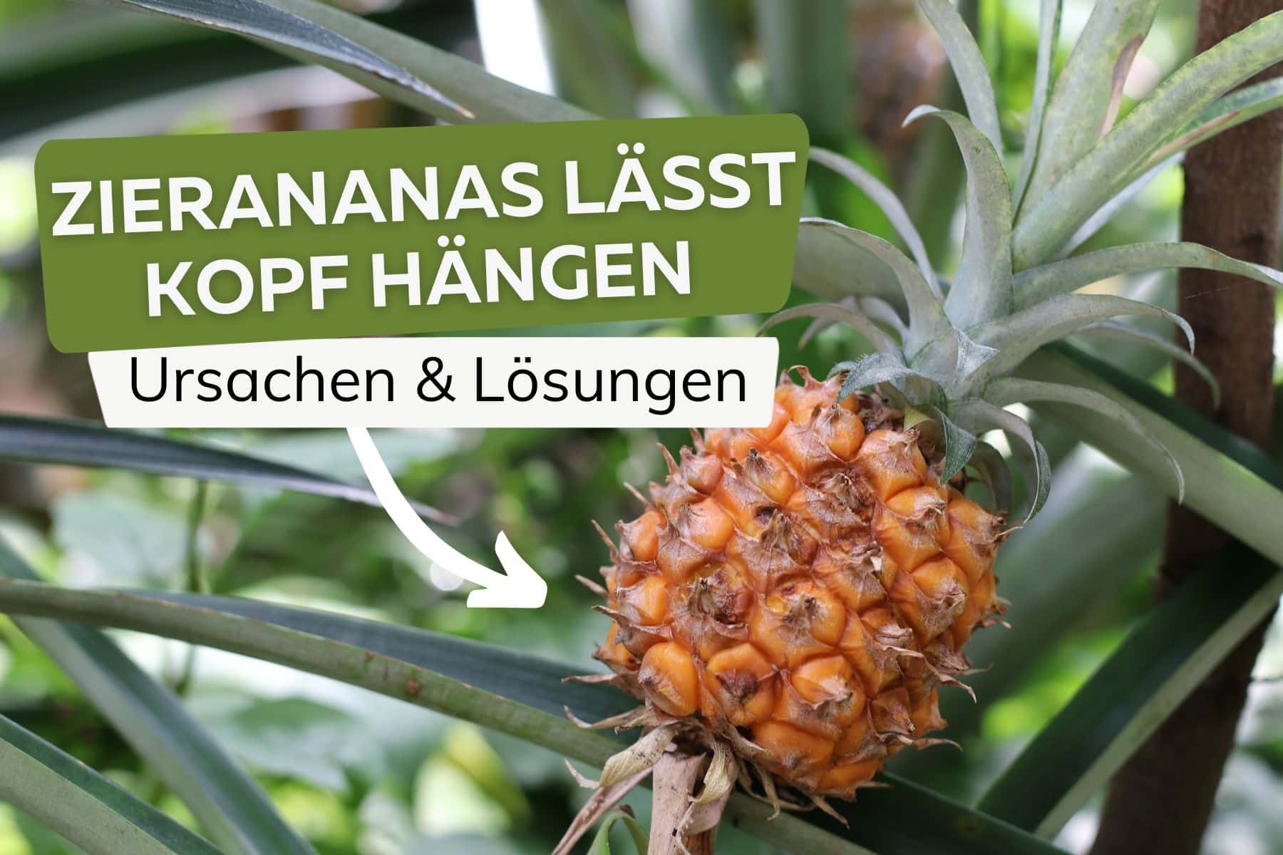 Zierananas lässt Kopf hängen Titel