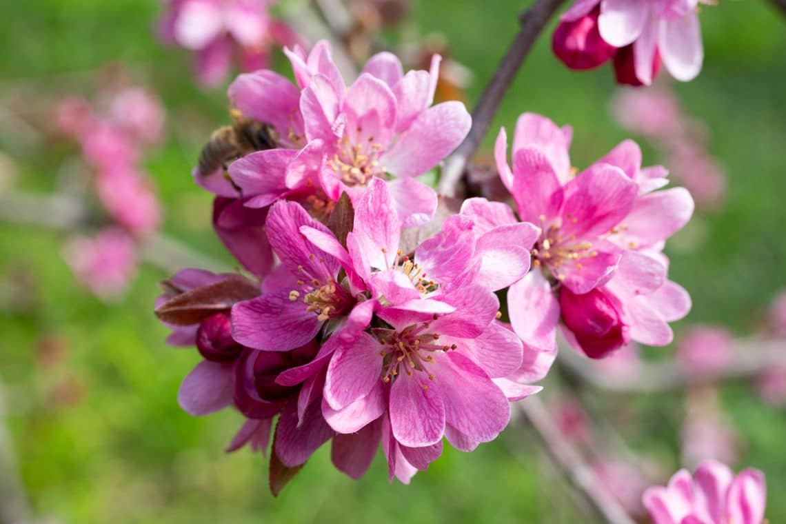 Zierapfel (Malus)