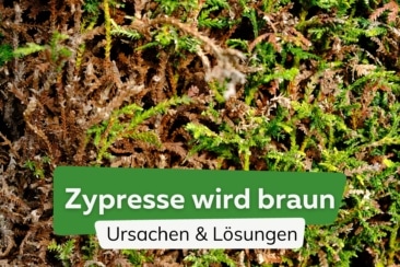 Zypresse wird braun: 6 häufige Gründe + Lösung