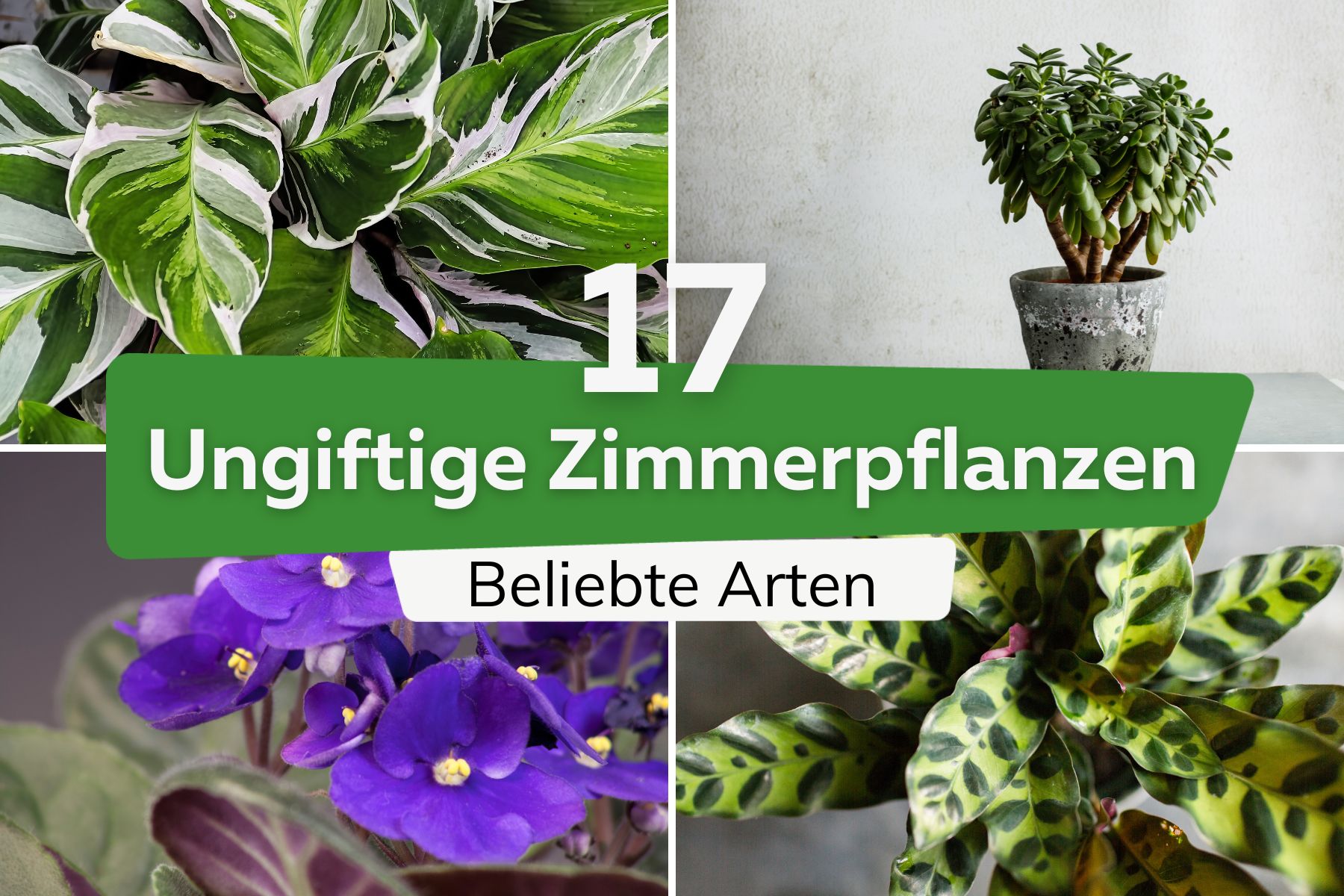 17 ungiftige Zimmerpflanzen: Beliebte Arten