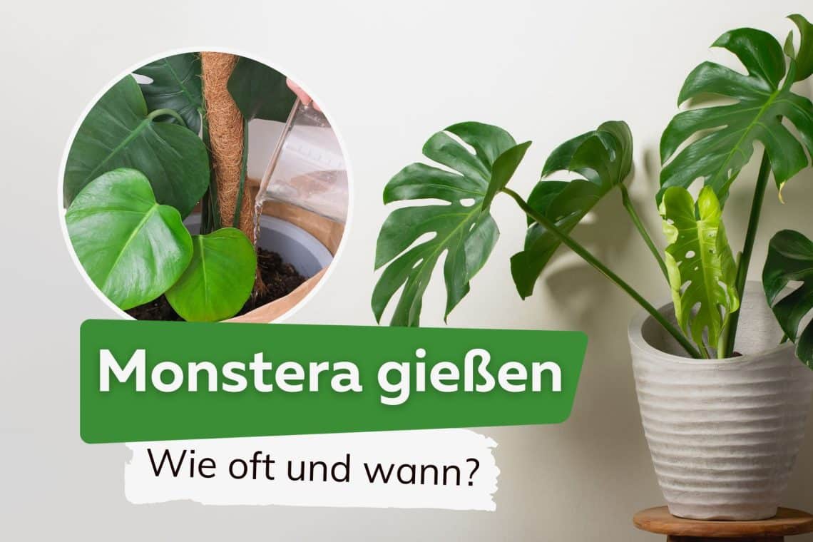 Monstera gießen: so oft und viel Wasser pro Woche