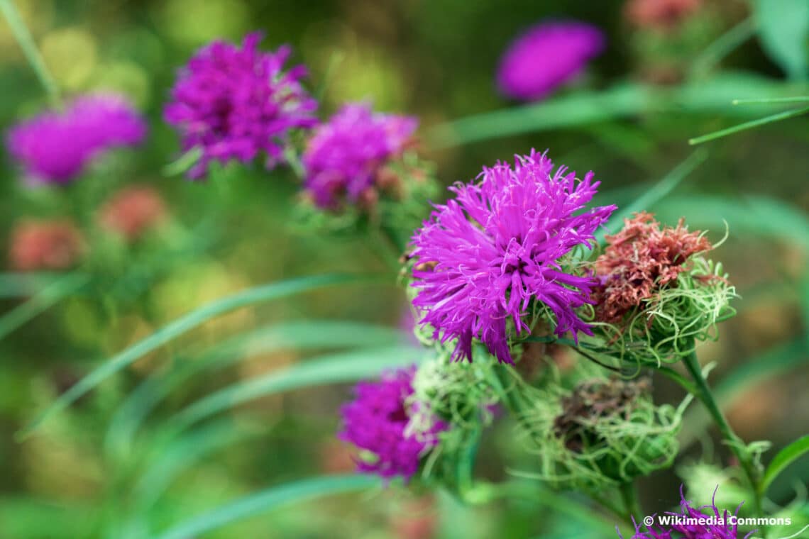 Arkansas-Scheinaster (Vernonia arkansana)