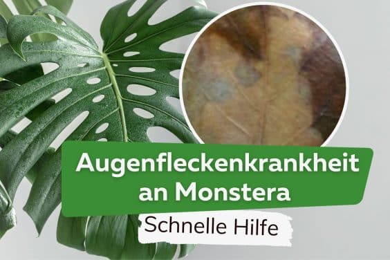 Augenfleckenkrankheit an Monstera Schadbild & Hilfe