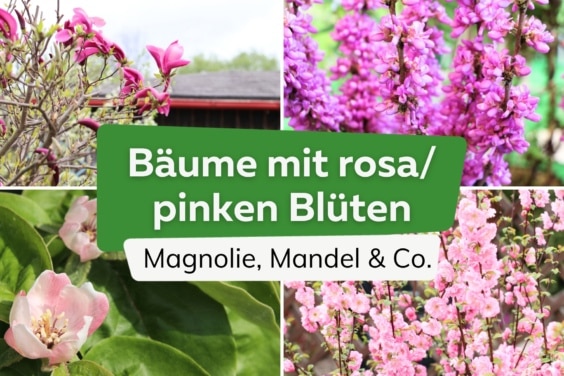 12 rosa/pink blühende Bäume