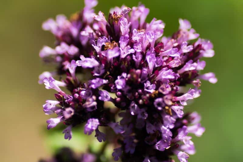 Blumen-Dost (Origanum laevigatum) 'Herrenhausen'