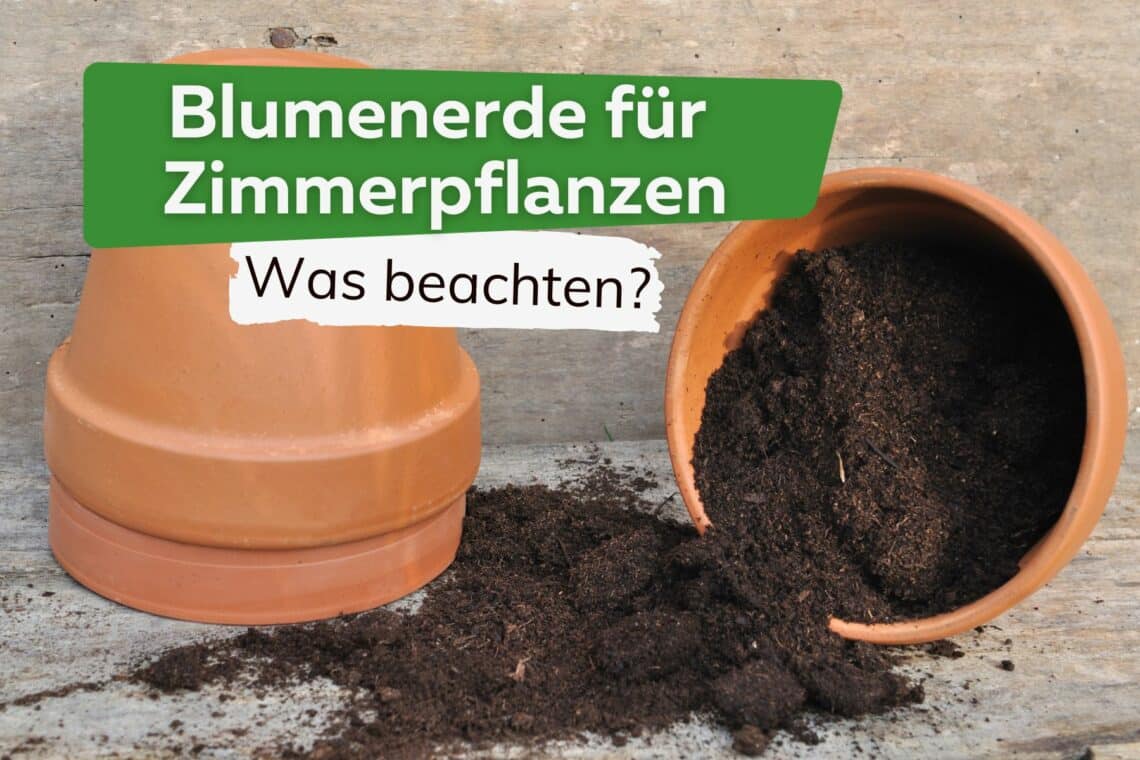 Blumenerde für Zimmerpflanzen: Was beachten?