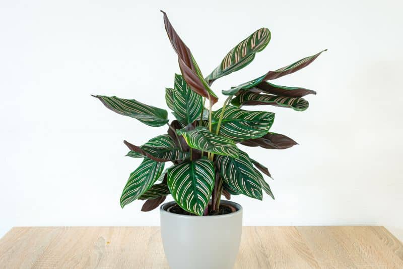 Korbmaranten (Calathea)