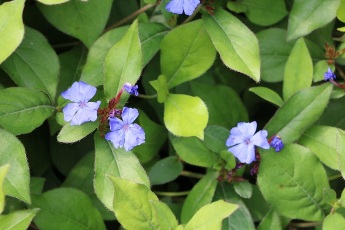 Chinesische Bleiwurz (Ceratostigma plumbaginoides)