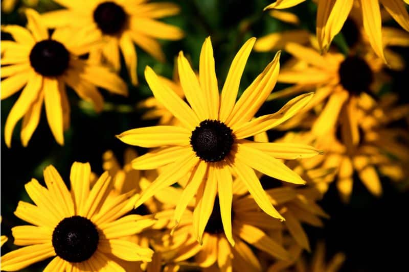 Deam Sonnenhut (Rudbeckia deamii)