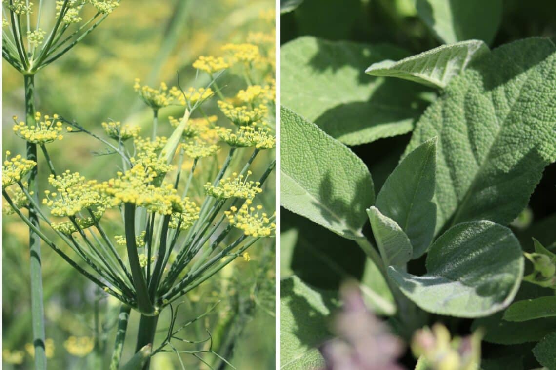 Dill (Anethum graveolens) und Salbei (Salvia officinalis)