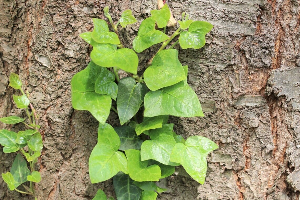 Junger Efeu am Baum