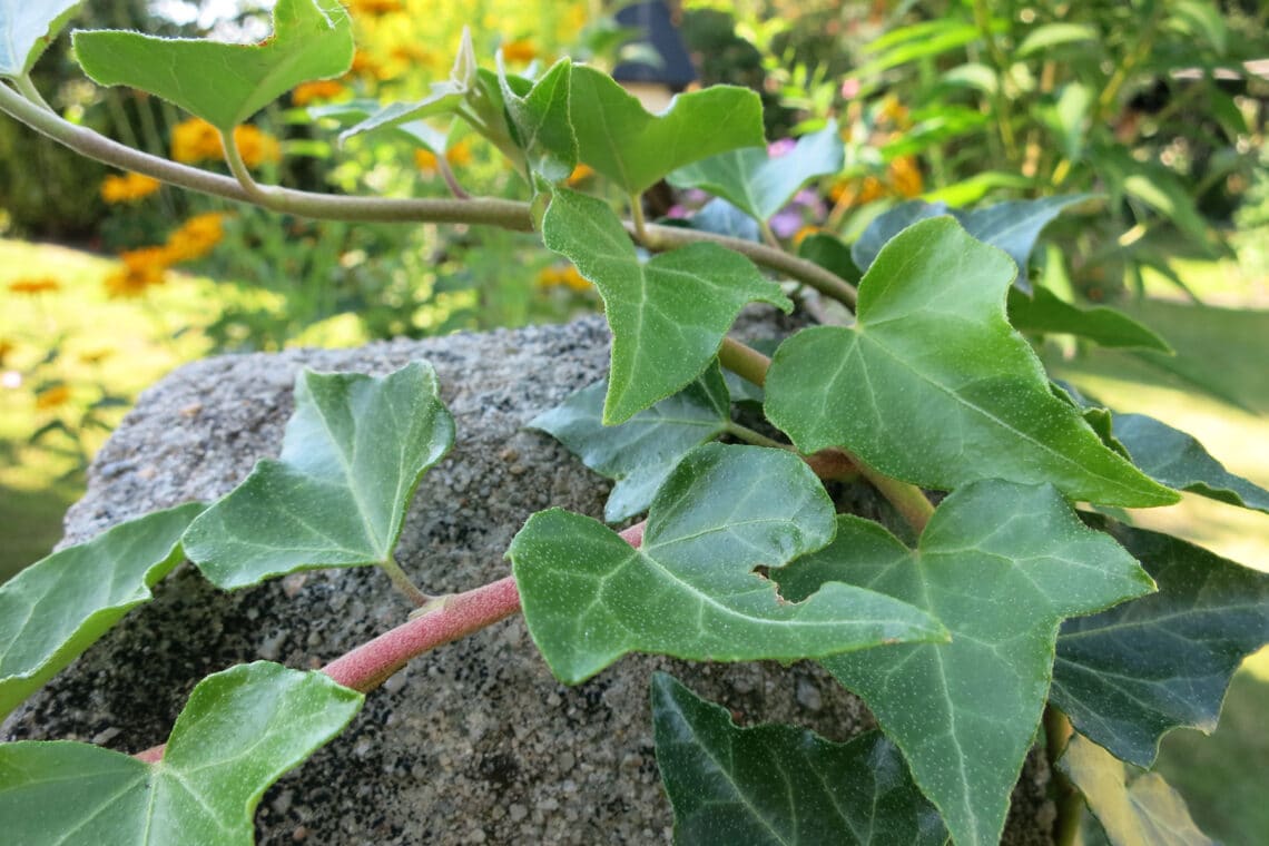 Efeu (Hedera helix)