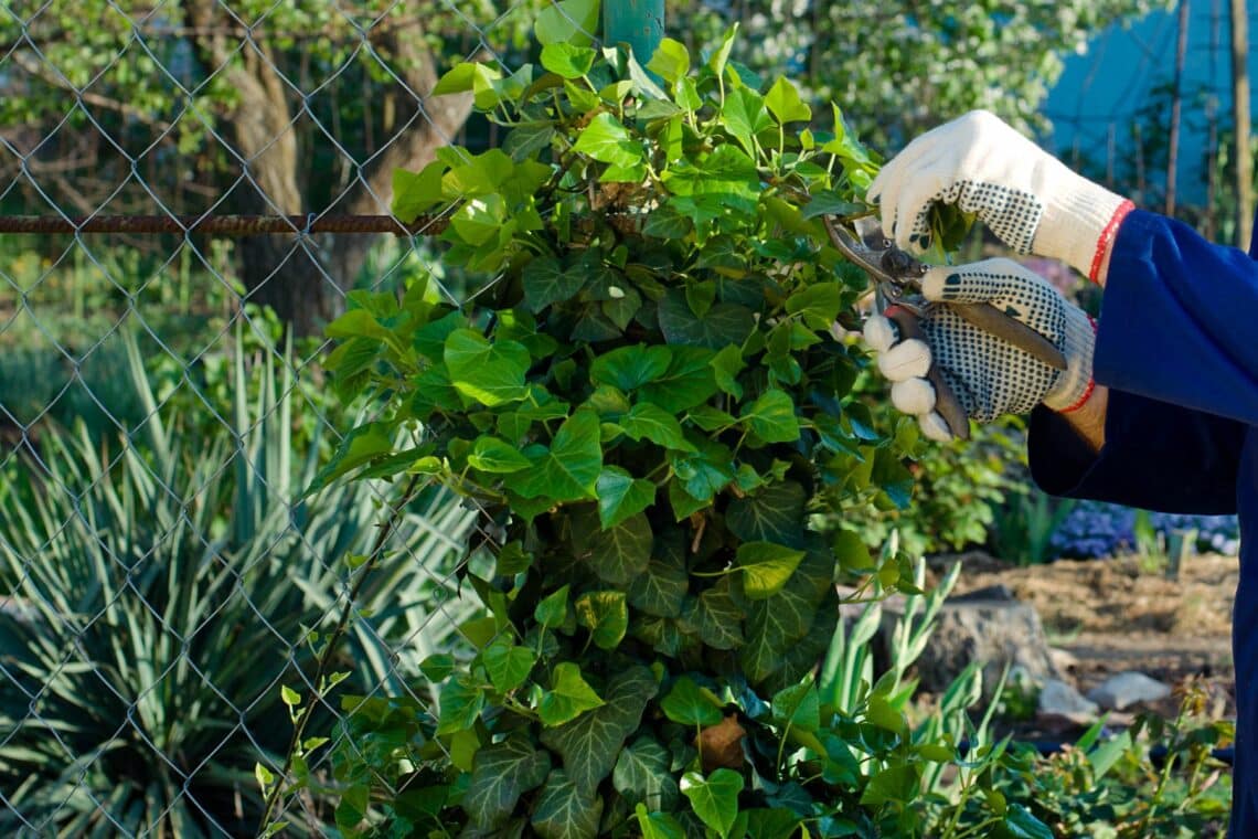 Efeu schneiden mit Gartenschere