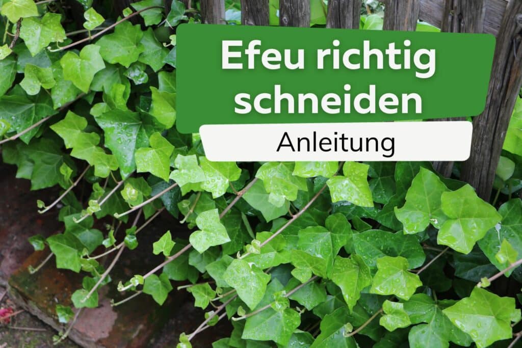 Efeu richtig schneiden so gelingt es