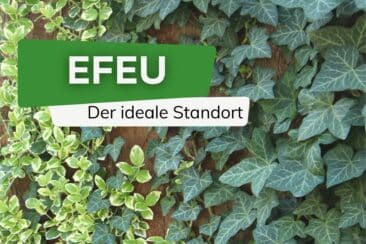 Efeu Standort