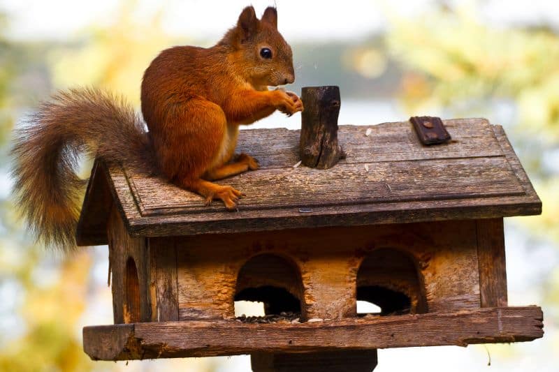 Eichhörnchen am Vogelhaus