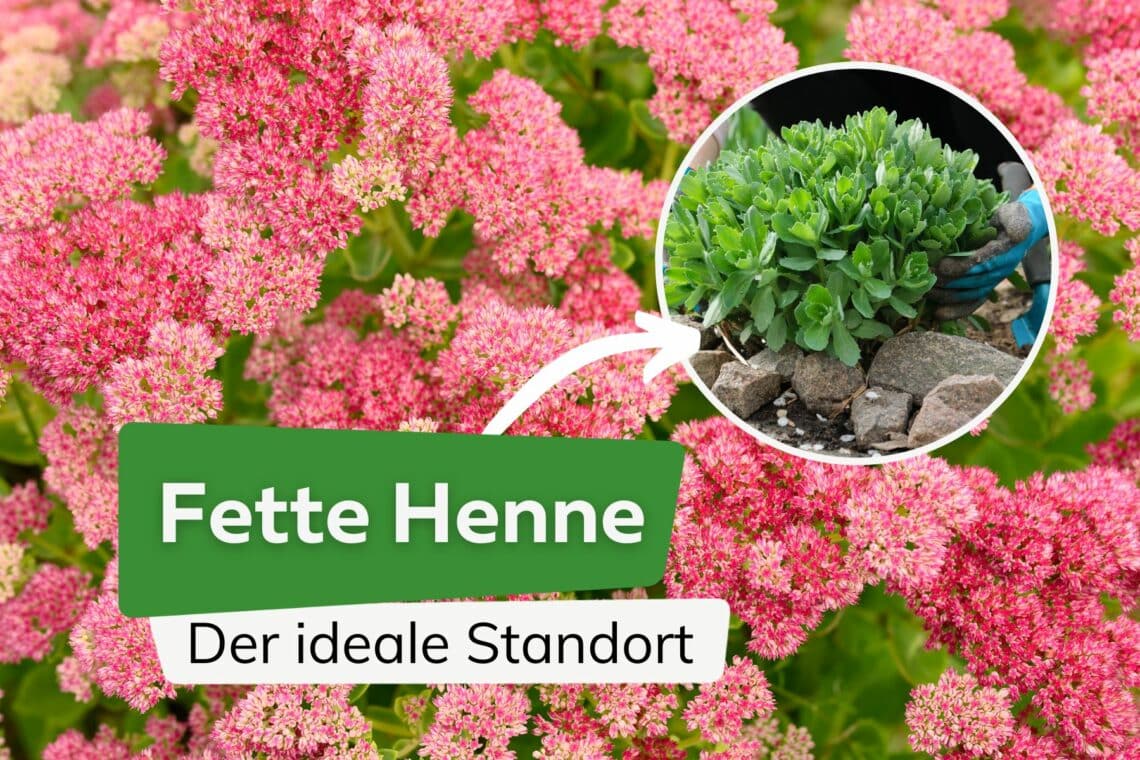 Fette Henne: Der ideale Standort