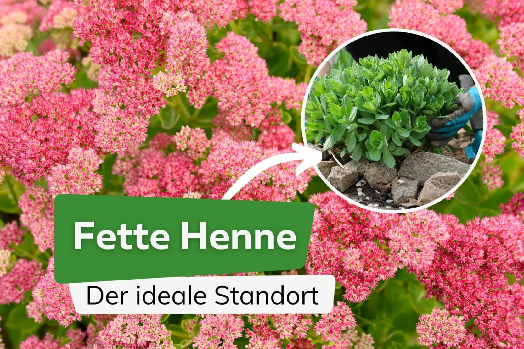 39 Pflanzen mit fleischigen Blättern von AZ