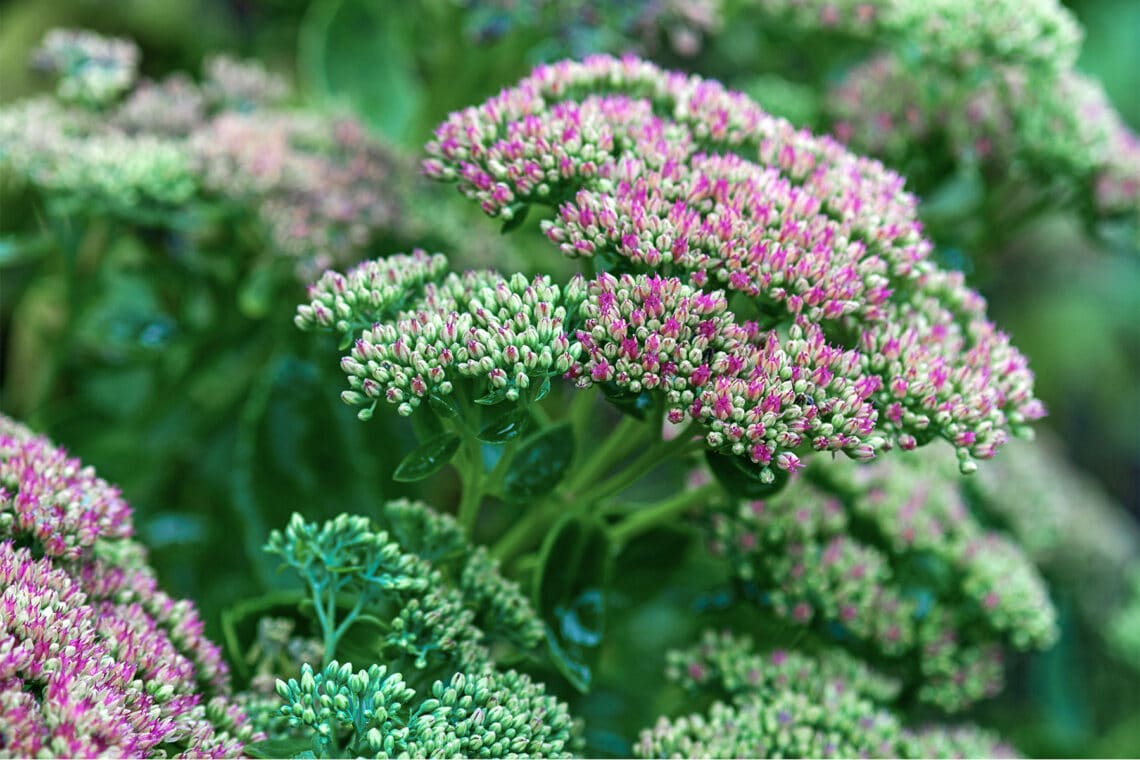 Fette Henne (Sedum spectabile)