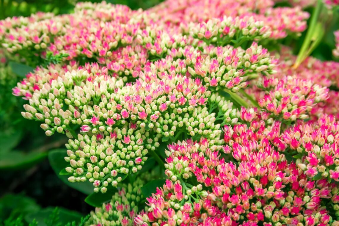 Fette Henne (Sedum telephium)