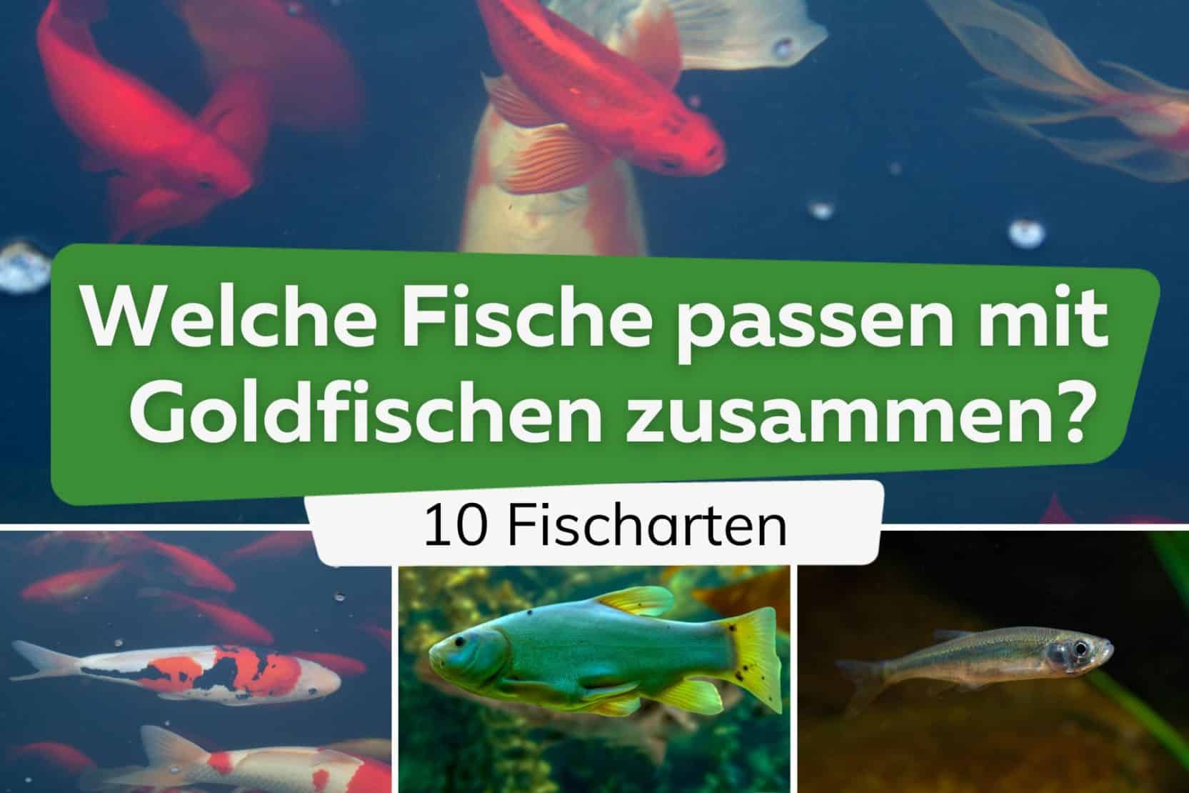 Wie alt werden Goldfische? Lebenserwartung im Teich