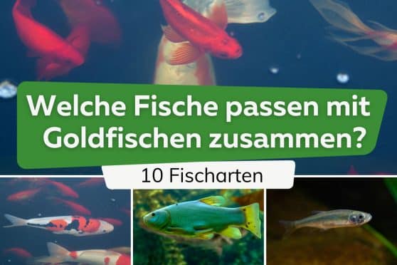 Goldfische schnappen nach Luft das zeigen Fische damit an