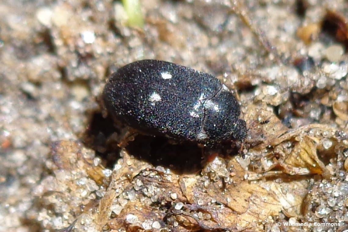 Gefleckter Pelzkäfer (Attagenus pellio)