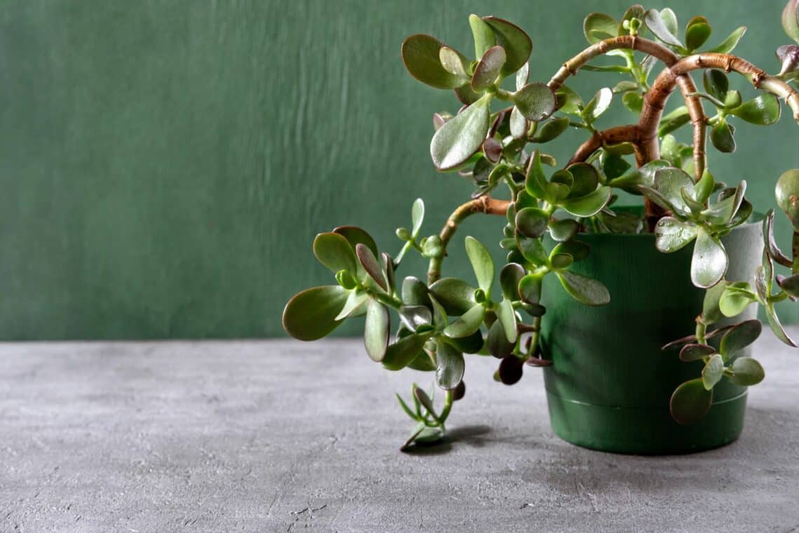 Geldbaum (Crassula ovata)