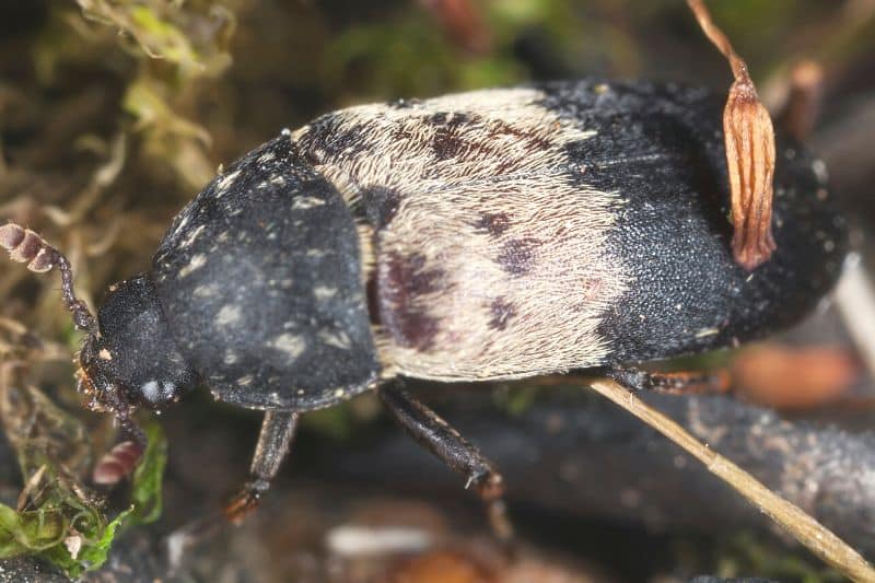 Gemeiner Speckkäfer (Dermestes lardarius)