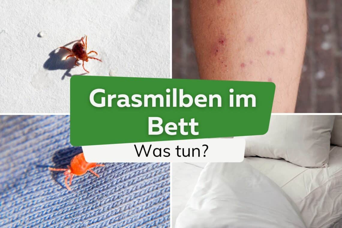 Grasmilben im Bett richtig bekämpfen