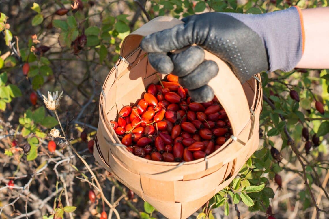 Hagebutten in Körbchen ernten