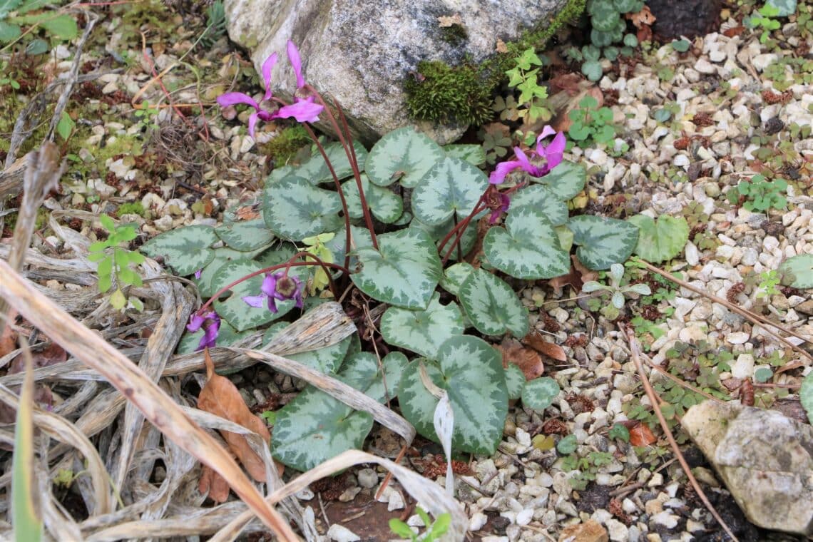 Herbst-Alpenveilchen (Cyclamen hederifolium)