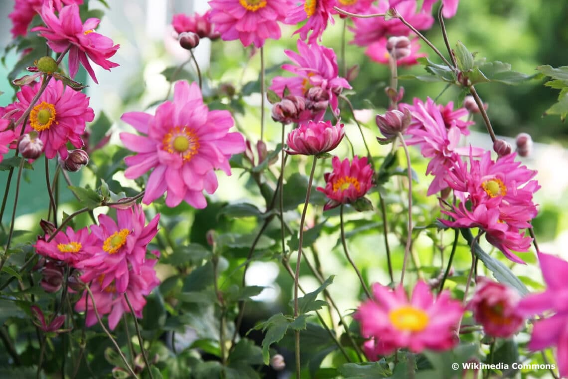 Herbst-Anemone (Anemone hupehensis var. japonica) 'Bressingham Glow'