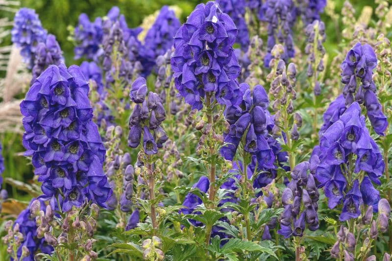 Herbst-Eisenhut (Aconitum carmichaelii)