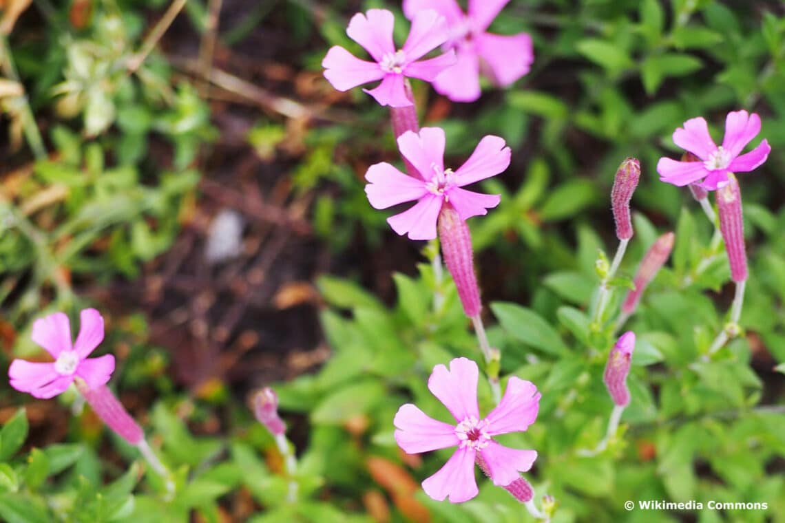 Herbst-Leimkraut (Silene schafta)